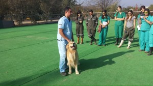 Salida a terreno de estudiantes de Medicina Veterinaria Universidad Mayor