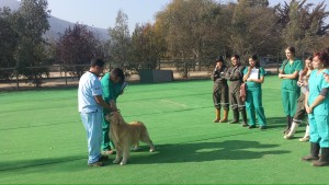 Salida a terreno de estudiantes de Medicina Veterinaria Universidad Mayor
