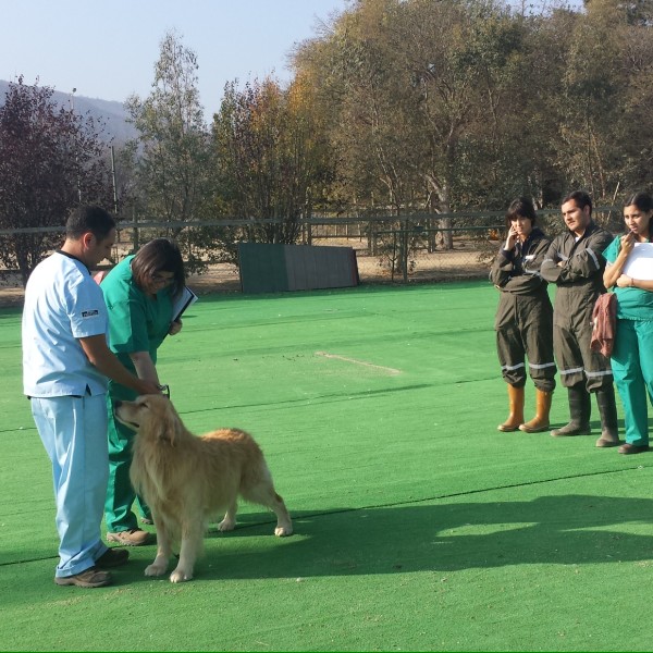 Salida a terreno de estudiantes de Medicina Veterinaria Universidad Mayor