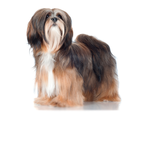 Lhasa Apso