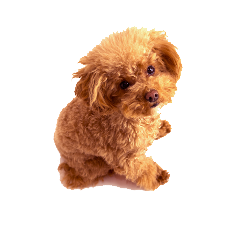 Poodle Toy